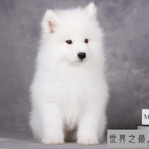 世界名犬排行榜，第一个名犬绝对是女性的最爱！