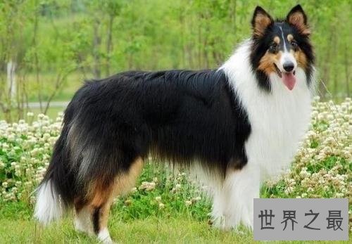 世界名犬排行榜，第一个名犬绝对是女性的最爱！