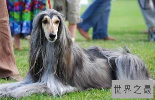 世界名犬排行榜，第一个名犬绝对是女性的最爱！