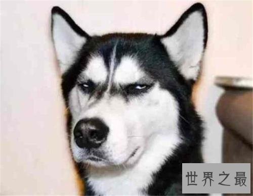 世界名犬排行榜，第一个名犬绝对是女性的最爱！