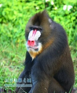 ​世界上最大的山公:彩面山魈 彩面山魈为什么会蓝脸?