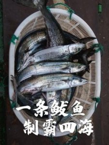 ​马鲛鱼是鲅鱼吗(马鲛鱼多少钱一斤)