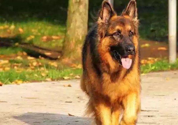 世界十大最优秀的护卫犬（可以很容易地压倒入侵者）(7)_
