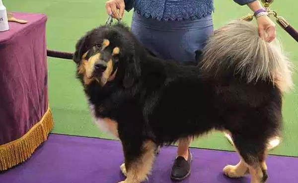 世界十大最优秀的护卫犬（可以很容易地压倒入侵者）(5)_