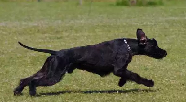 世界十大最优秀的护卫犬（可以很容易地压倒入侵者）(6)_