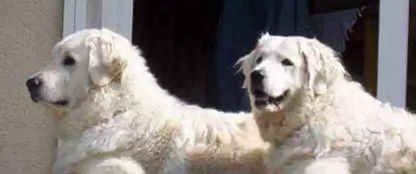 世界十大最优秀的护卫犬（可以很容易地压倒入侵者）(9)_
