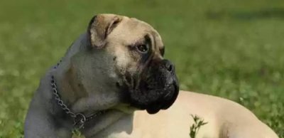 ​世界十大最优秀的护卫犬（可以很容易地压倒入侵者）