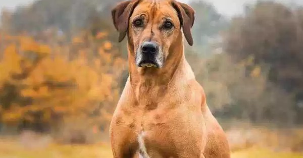 世界十大最优秀的护卫犬（可以很容易地压倒入侵者）(8)_