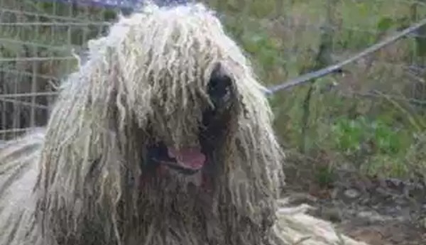 世界十大最优秀的护卫犬（可以很容易地压倒入侵者）(4)_