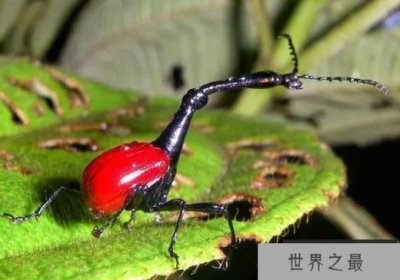 ​马达加斯加十大奇特动物 仅存在于马达加斯加的珍惜动物