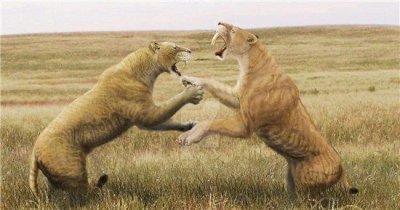 ​残暴狮堪称最大的猫科动物，杀伤力无人能及
