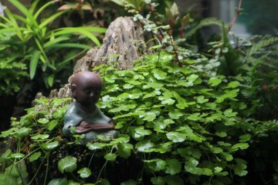 ​天胡荽的繁殖方法