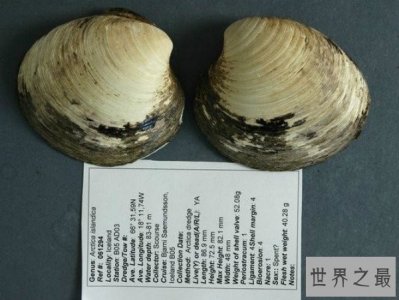 ​世界上寿命最长的动物