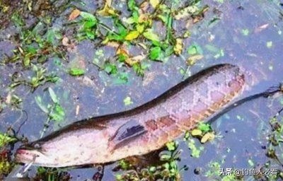 ​黑鱼什么时间钓才容易上钩（夏季野钓黑鱼最佳时间）