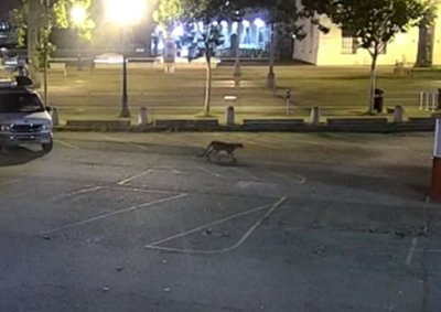 ​美国旧金山动物园发现3只袋鼠尸体 园方缉凶锁定一只在街道到处游荡的小美
