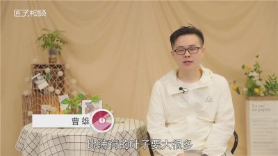 ​罗勒叶是薄荷吗
