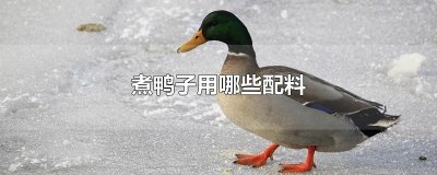​煮鸭子用哪些配料
