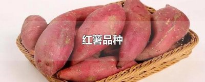 ​红薯品种