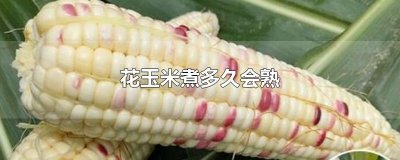 ​花玉米煮多久会熟