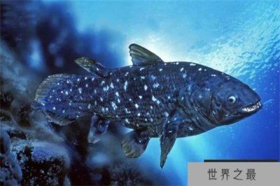 ​世界最珍稀的鱼 总鳍鱼类当中的品种(腔棘鱼)