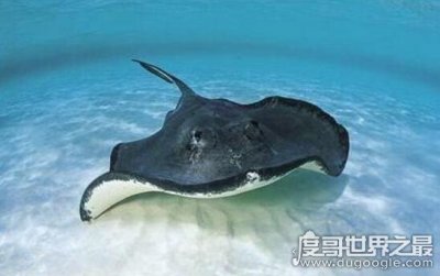 ​蝙蝠鱼外形吓人个性温顺，红唇蝙蝠鱼四条腿会跑