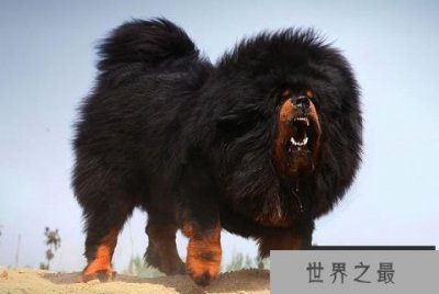 ​世界十大顶级名犬排名，第一名是中国藏獒