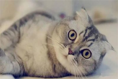 ​怎么确定猫认主人了?发出咕噜咕噜的声音(跟随主人)