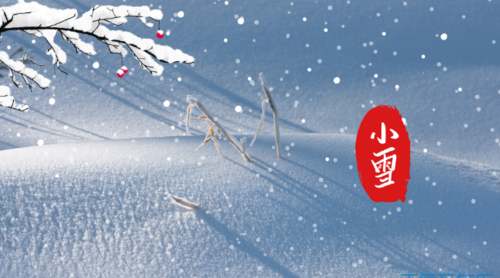 小雪节气特有的花的含义是什么