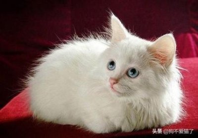 ​地球上最大的蛇是哪位？世界第一巨蛇真实照片