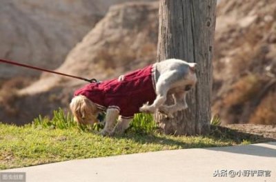 ​泥蛇怎么吃比较好？泥蛇能吃吗？