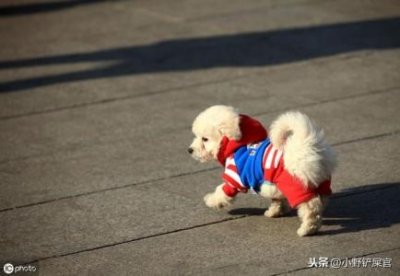 ​乌龟的寿命能活多长时间乌龟一般能活多长时间