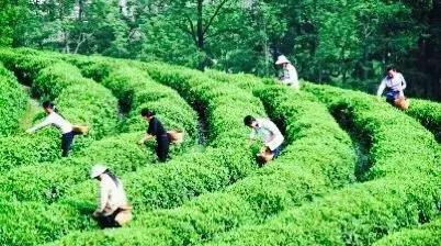 我热爱碧口，并深深地眷恋它！