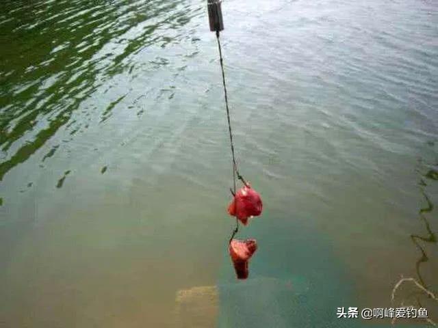 野钓鲶鱼的六个技巧钓法详解（鲶鱼是什么鱼怎么钓）(图5)