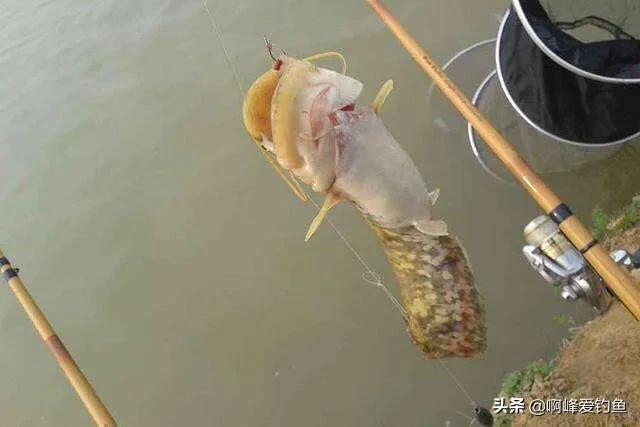 野钓鲶鱼的六个技巧钓法详解（鲶鱼是什么鱼怎么钓）(图4)