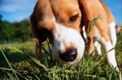 ​中国哪里不禁养德牧，中国哪里不禁养德牧犬