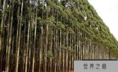 ​世界上生长最快的杨树每年可以生长10英尺