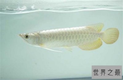 ​白金龙鱼不推荐食用，价格昂贵饲养需要经济基础