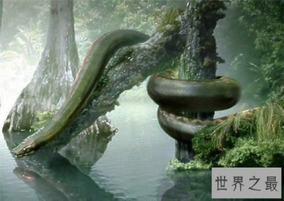 ​史上最大的蛇，长达15米的泰坦蟒(天下无敌被灭种)