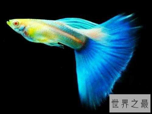 孔雀鱼怎么养？饲养最全攻略助你轻松养宠！