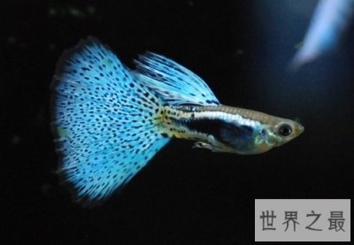 ​孔雀鱼怎么养？饲养最全攻略助你轻松养宠！