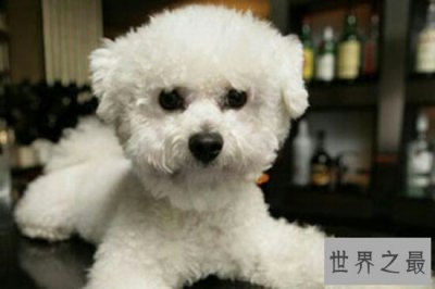 ​狗的寿命平均在12岁之间，最长记录是35岁