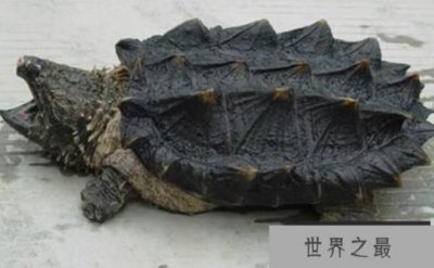 ​外形酷似鳄鱼的乌龟：真鳄龟，尾巴坚硬如钢鞭（火爆脾气）
