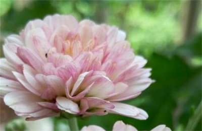 ​十大四季都开花的菊花品种 秋菊仅排第二 排名第一实至名归