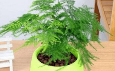 ​办公室适合摆放的十大植物 文竹第一名 富贵竹暂居第二