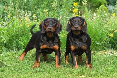 ​世界上耳朵最长的狗是什么：猎浣熊犬最长两只65厘米