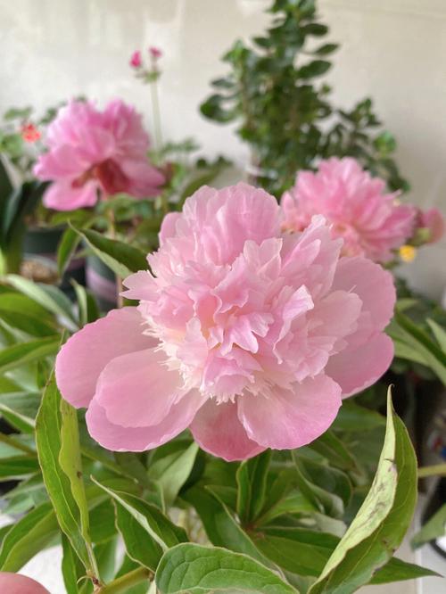 芍药花什么时候开花（芍药花开花时间介绍）
