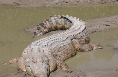 ​世界上最大的鳄鱼排名，咸水鳄最大最猛烈_体沉亲近2吨