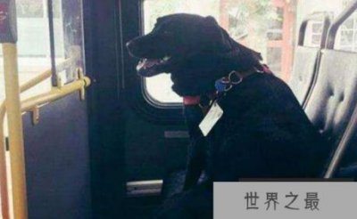​世界上最聪明的狗是哪个