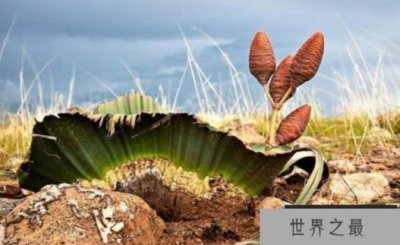 ​世界十大奇特植物 鬼兰浮在空中像幽灵一样(比较昂贵)