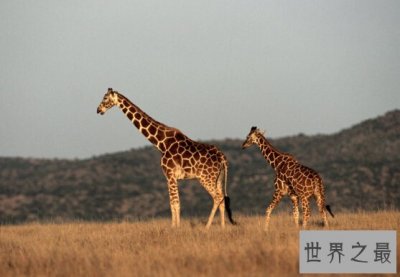 ​世界上最高的长颈鹿，英国长颈鹿高5.8米（和天肩并肩）